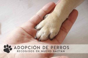 Información de Adopción de perros recogidos en Nuevo Baztán