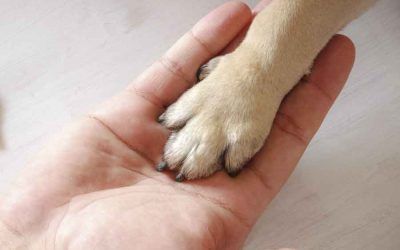 Servicio de adopción de animales