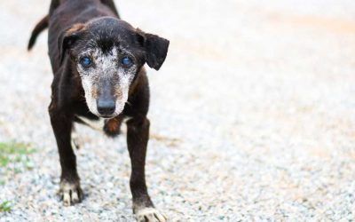 Servicio de recogida de animales en vías públicas