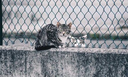 Actuaciones en las colonias felinas en Nuevo Baztán