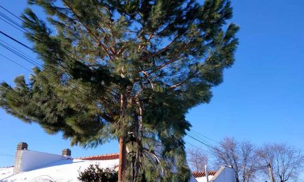 Inventario municipal de árboles de Nuevo Baztán
