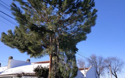 Informe de situación del Municipio tras Filomena
