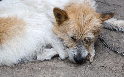 La Protección Animal es un deber de todos.
