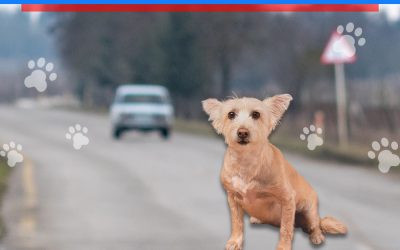 Comienza el verano.  ¡Atención especial a nuestras mascotas!