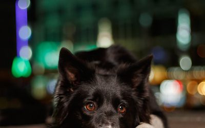 Concejalía de Protección Animal. Obligaciones por parte de todos.