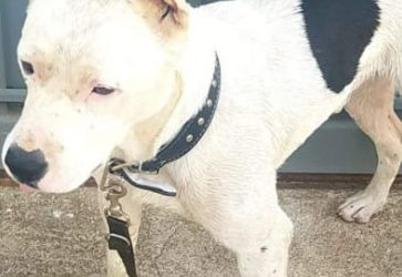 Concejalía de Protección Animal. Este cachorro se llama Freddy