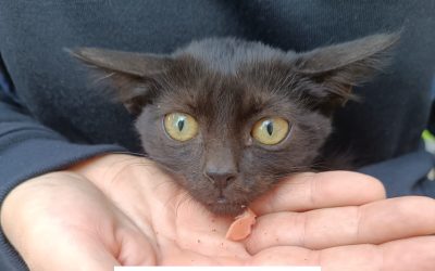Lucha contra el abandono de animales