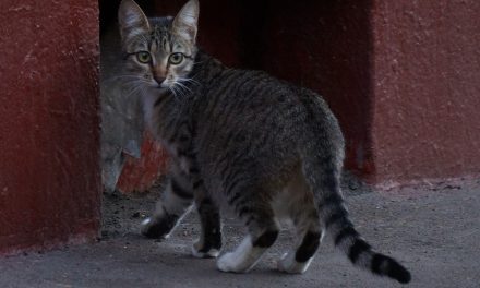 Colonias Felinas en Nuevo Baztán y Ley de Bienestar Animal