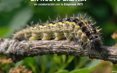 Campaña Procesionaria Nuevo Baztán 2023