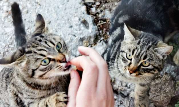 Nuevo Baztán refuerza su compromiso con el bienestar animal con un balance positivo de actuaciones en 2025
